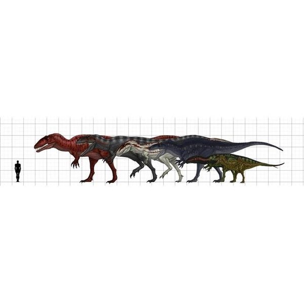 Stocktrek Images StockTrek Images PSTVVA600002P Carcharodontosauridae Size Chart Featuring Carcharodontosaurus Giganotosaurus Mapusaurus Acrocanthosaurus Eocarcharia & Concavenator Poster Print; 29 x 6 PSTVVA600002P
